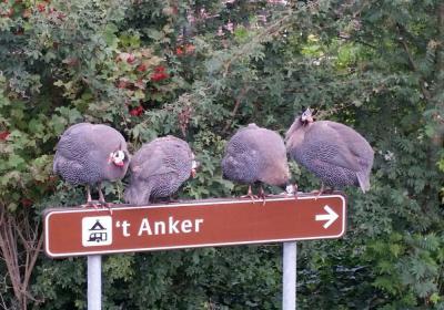 Camping T Anker Bord