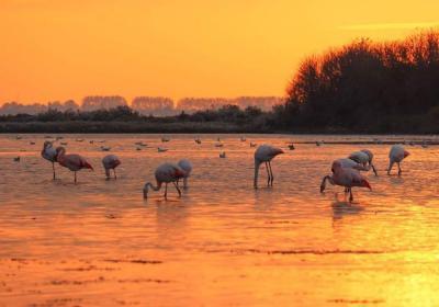 Flamingos Grevelingenmeer