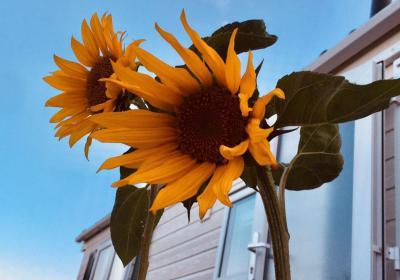 Zonnebloem