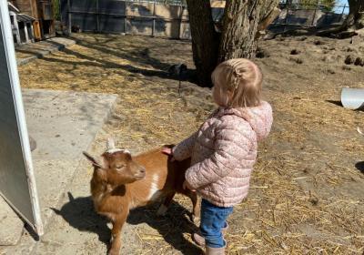 Kinderboerderij Camping 't Anker 1