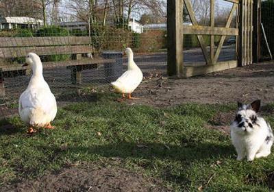 Kinderboerderij Camping 't Anker 7