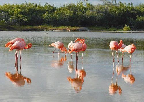 Flamingo's